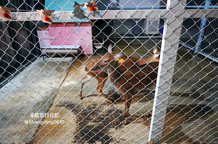 台中市北屯區日本米其林二星主廚《無菜單料理》,11月免費招待吃螃蟹, 餐廳還有兩隻梅花鹿! - 承錠旅行日記