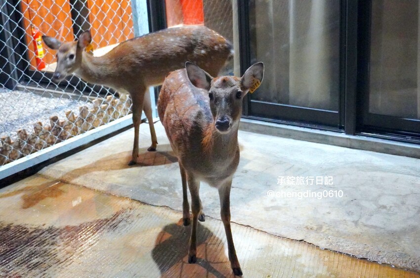 台中市北屯區日本米其林二星主廚《無菜單料理》,11月免費招待吃螃蟹, 餐廳還有兩隻梅花鹿! - 承錠旅行日記