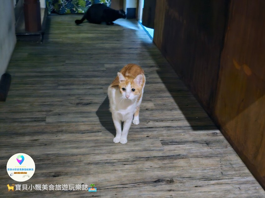 台南北區甜點必訪！貓咪友善空間『餵食三刻』，宵夜甜點、美味飲品陪你聊到深夜，讓喵星人治癒你一整天的疲憊心情！