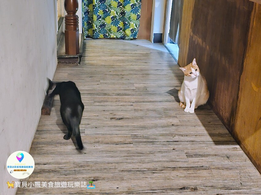 台南北區甜點必訪！貓咪友善空間『餵食三刻』，宵夜甜點、美味飲品陪你聊到深夜，讓喵星人治癒你一整天的疲憊心情！