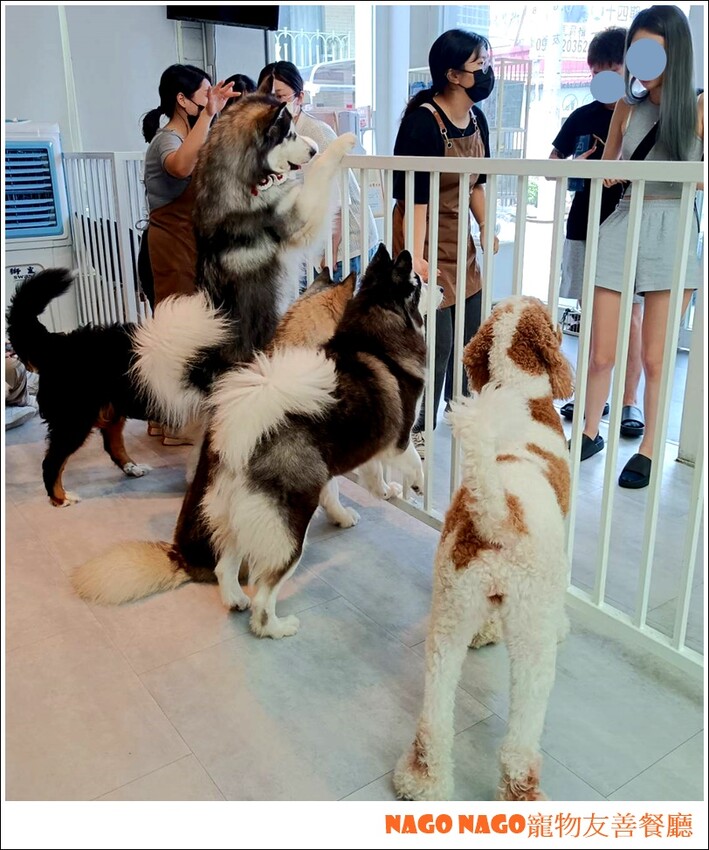 Nago Nago寵物友善餐廳|嚕嚕大型犬的好去處，狗狗控必訪寵物餐廳~~