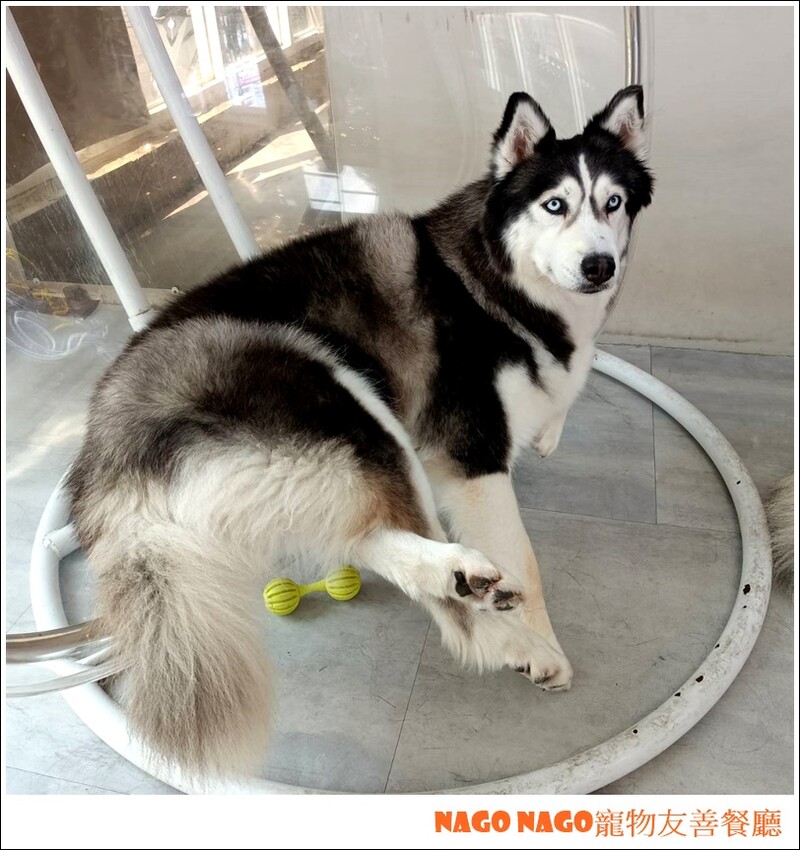 Nago Nago寵物友善餐廳|嚕嚕大型犬的好去處，狗狗控必訪寵物餐廳~~