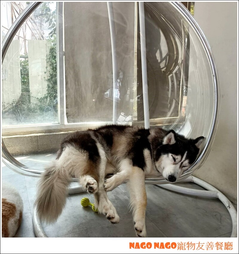 Nago Nago寵物友善餐廳|嚕嚕大型犬的好去處，狗狗控必訪寵物餐廳~~