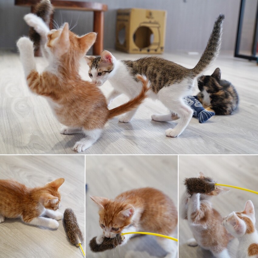 苗栗縣頭份市苗栗頭份貓咪中途餐廳「猫啊!!義式餐廳」,整體餐點平價又好吃,還能被幼貓們療癒~餐點激推濃濃蝦味鮮蝦義大利麵、墨魚燉飯、肉桂焦糖蘋果Pizza!