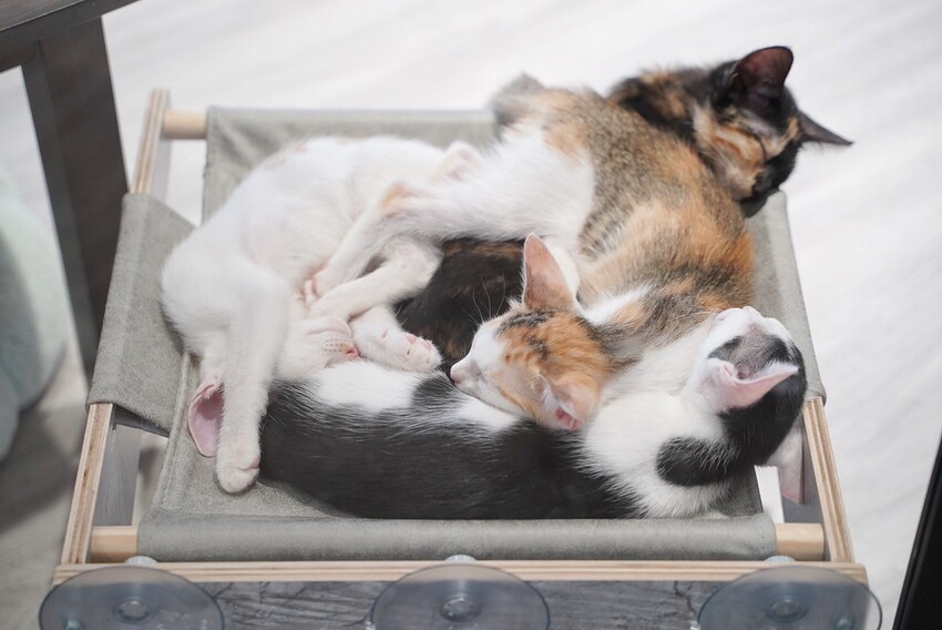 苗栗縣頭份市苗栗頭份貓咪中途餐廳「猫啊!!義式餐廳」,整體餐點平價又好吃,還能被幼貓們療癒~餐點激推濃濃蝦味鮮蝦義大利麵、墨魚燉飯、肉桂焦糖蘋果Pizza!