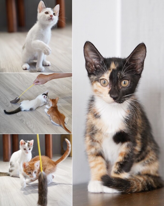 苗栗縣頭份市苗栗頭份貓咪中途餐廳「猫啊!!義式餐廳」,整體餐點平價又好吃,還能被幼貓們療癒~餐點激推濃濃蝦味鮮蝦義大利麵、墨魚燉飯、肉桂焦糖蘋果Pizza!