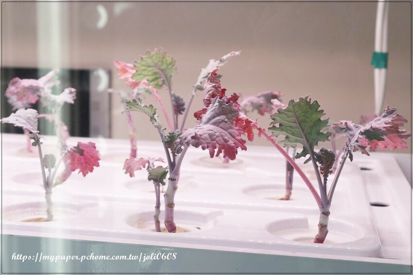 桃園市桃園區【純翠Pure Veggies】桃園藝文店~桃園美食推薦 桃園藝文特區舒食早午餐、綠拿鐵