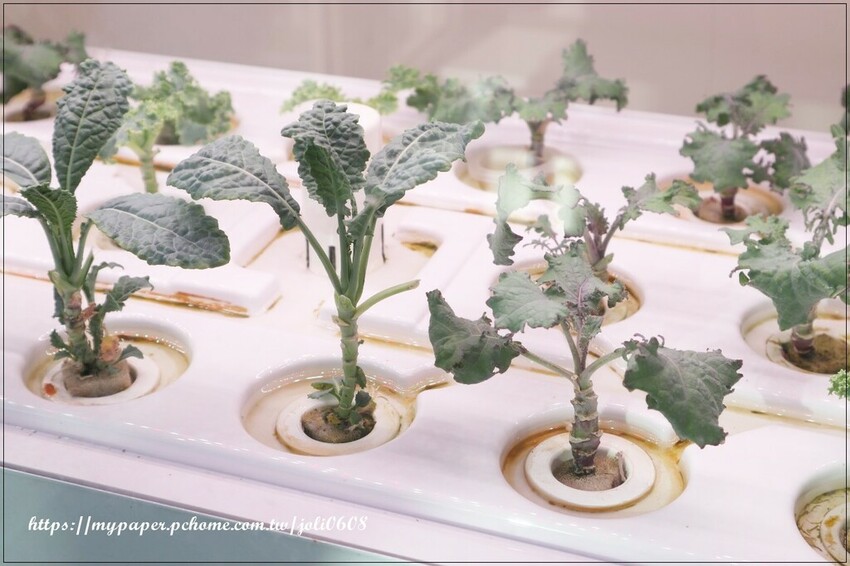 桃園市桃園區【純翠Pure Veggies】桃園藝文店~桃園美食推薦 桃園藝文特區舒食早午餐、綠拿鐵