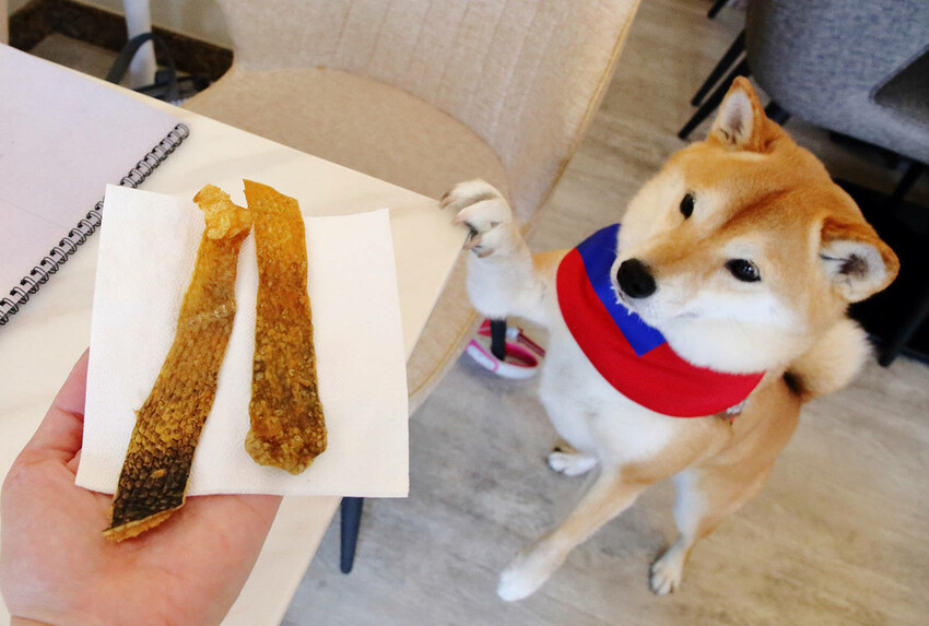 台北寵物友善餐廳｜其時Bistro〜台北草地寵物餐廳，有專屬