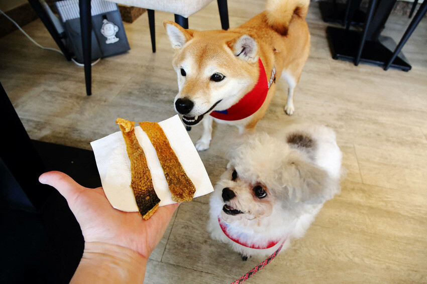 台北寵物友善餐廳｜其時Bistro〜台北草地寵物餐廳，有專屬