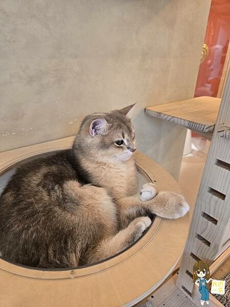 台北最萌咖啡廳！狐獴、貓咪陪吃OH MY ZOO Café，結合冰淇淋寵物友善餐廳。