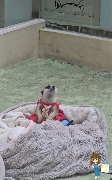 台北最萌咖啡廳！狐獴、貓咪陪吃OH MY ZOO Café，結合冰淇淋寵物友善餐廳。