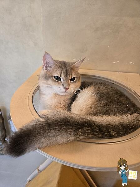 台北最萌咖啡廳！狐獴、貓咪陪吃OH MY ZOO Café，結合冰淇淋寵物友善餐廳。