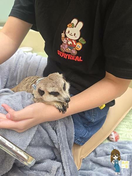 台北最萌咖啡廳！狐獴、貓咪陪吃OH MY ZOO Café，結合冰淇淋寵物友善餐廳。