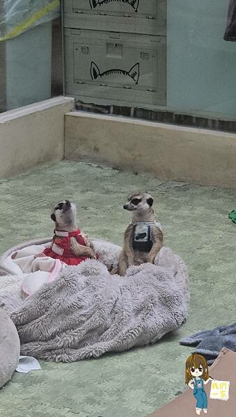 台北最萌咖啡廳！狐獴、貓咪陪吃OH MY ZOO Café，結合冰淇淋寵物友善餐廳。