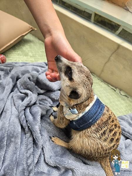 台北最萌咖啡廳！狐獴、貓咪陪吃OH MY ZOO Café，結合冰淇淋寵物友善餐廳。