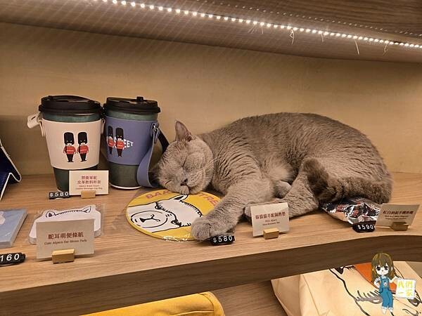 台北最萌咖啡廳！狐獴、貓咪陪吃OH MY ZOO Café，結合冰淇淋寵物友善餐廳。