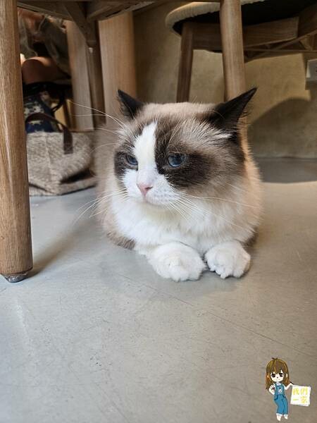 台北最萌咖啡廳！狐獴、貓咪陪吃OH MY ZOO Café，結合冰淇淋寵物友善餐廳。