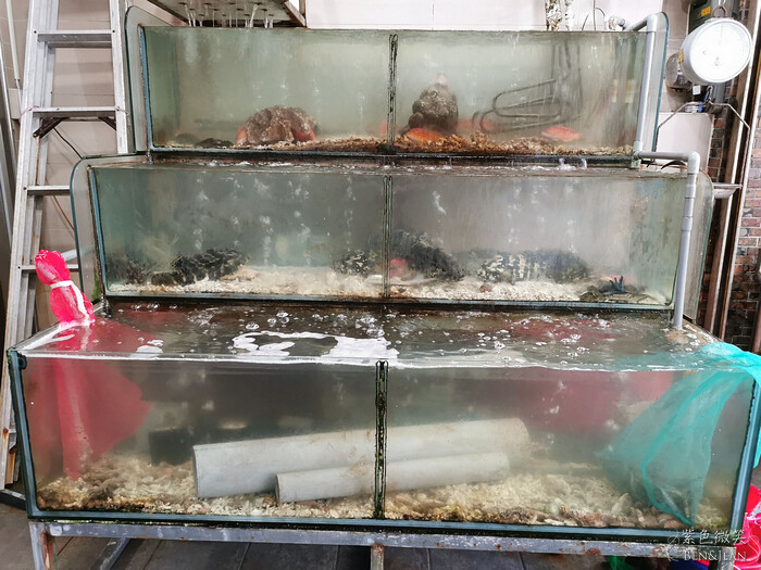 蘇澳必吃海鮮推薦!金媽祖旁的水都活海鮮,40年老字號的海味饗宴。