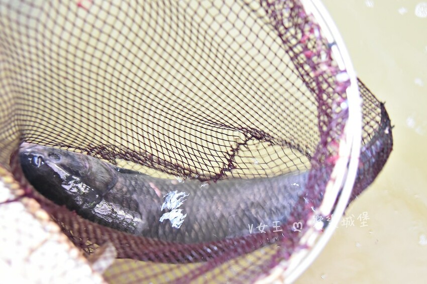 石門山霸王活魚土雞餐廳｜桃園大溪石門水庫 30年老字號活魚餐