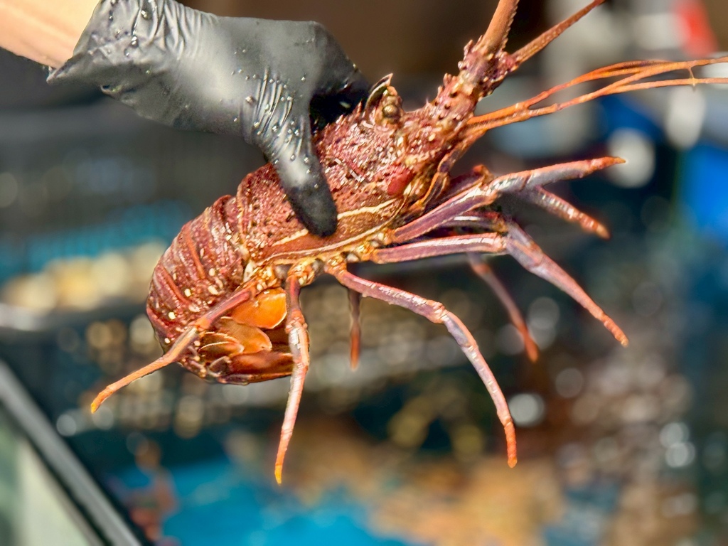 【台北東區高級火鍋】Shabu Zen高級日式火鍋︱龍蝦和牛