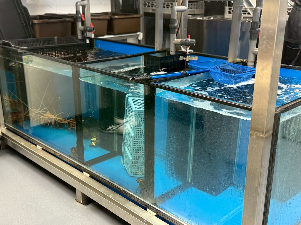 【台北東區高級火鍋】Shabu Zen高級日式火鍋︱龍蝦和牛