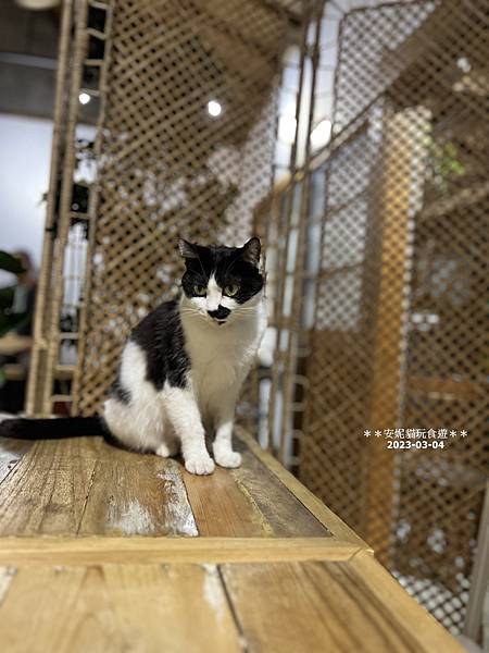 台東探店 橋Chiao神秘老屋餐廳，氛圍感爆棚～鹹派好吃到讓人想再衝一波！