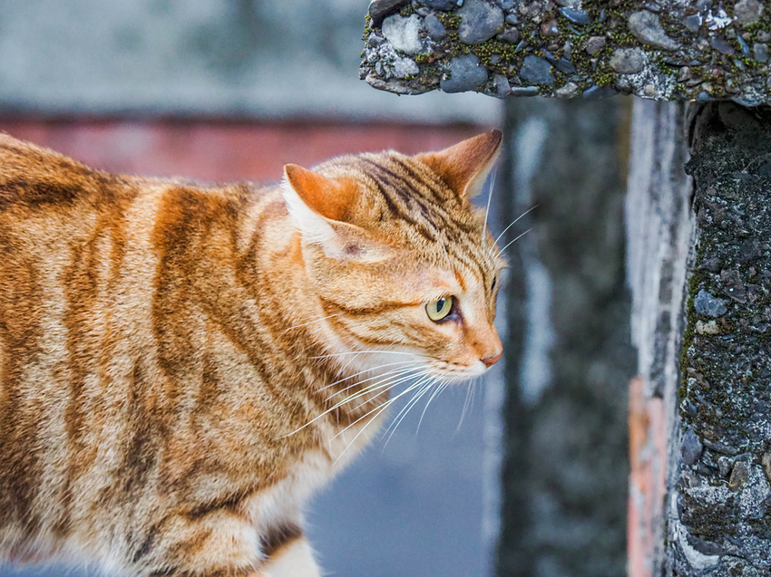 【新北】不再悲情的城市-「九份」|瑞芳美食廣場|九份老街|新北美食