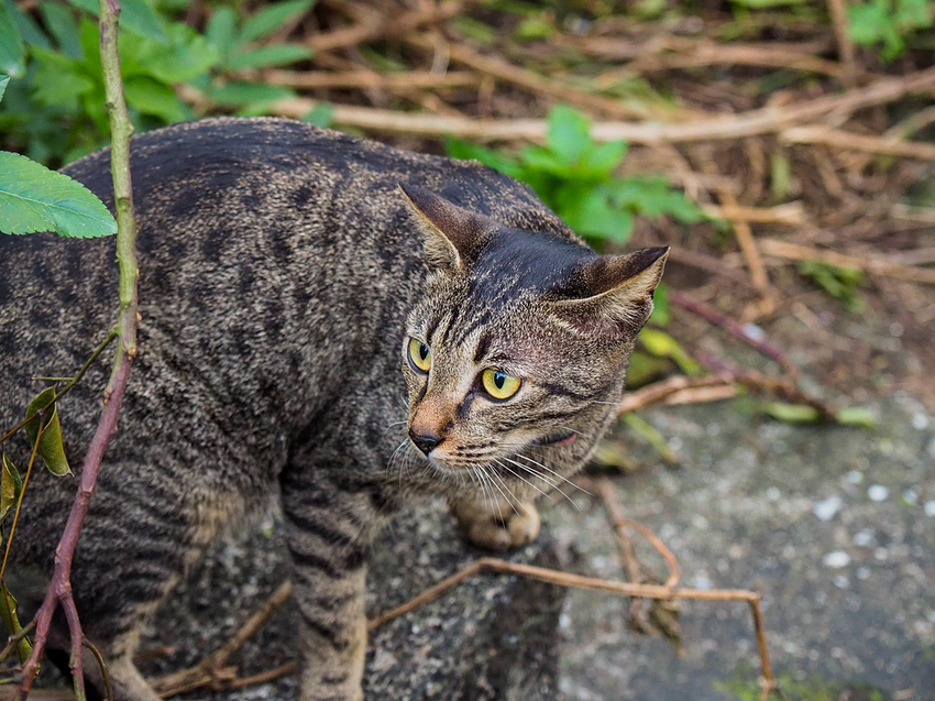【新北】不再悲情的城市-「九份」|瑞芳美食廣場|九份老街|新北美食