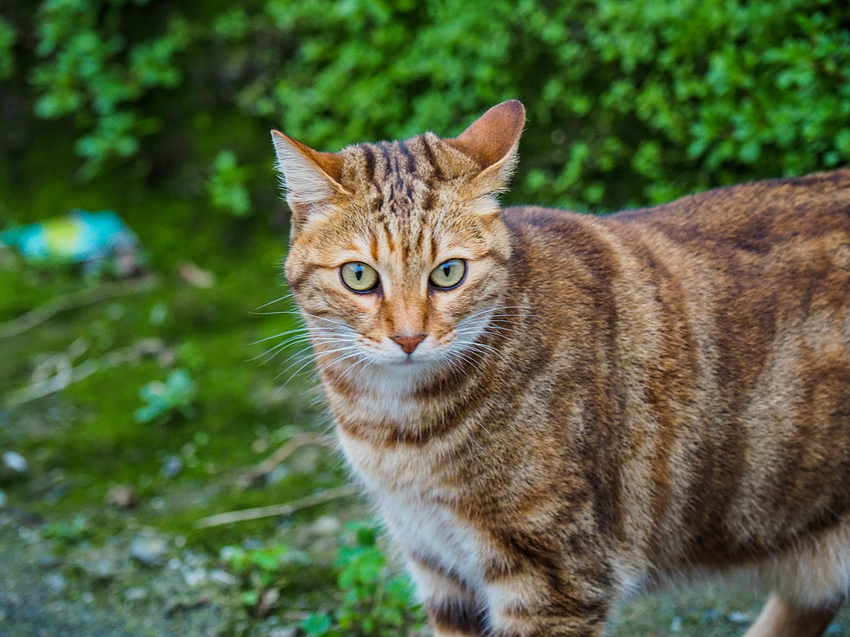 【新北】不再悲情的城市-「九份」|瑞芳美食廣場|九份老街|新北美食
