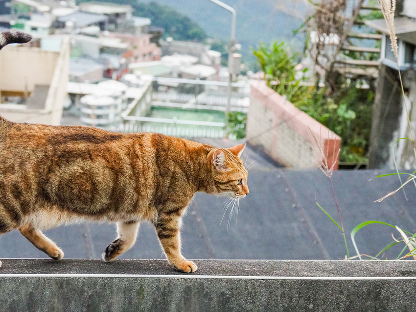 【新北】不再悲情的城市-「九份」|瑞芳美食廣場|九份老街|新北美食