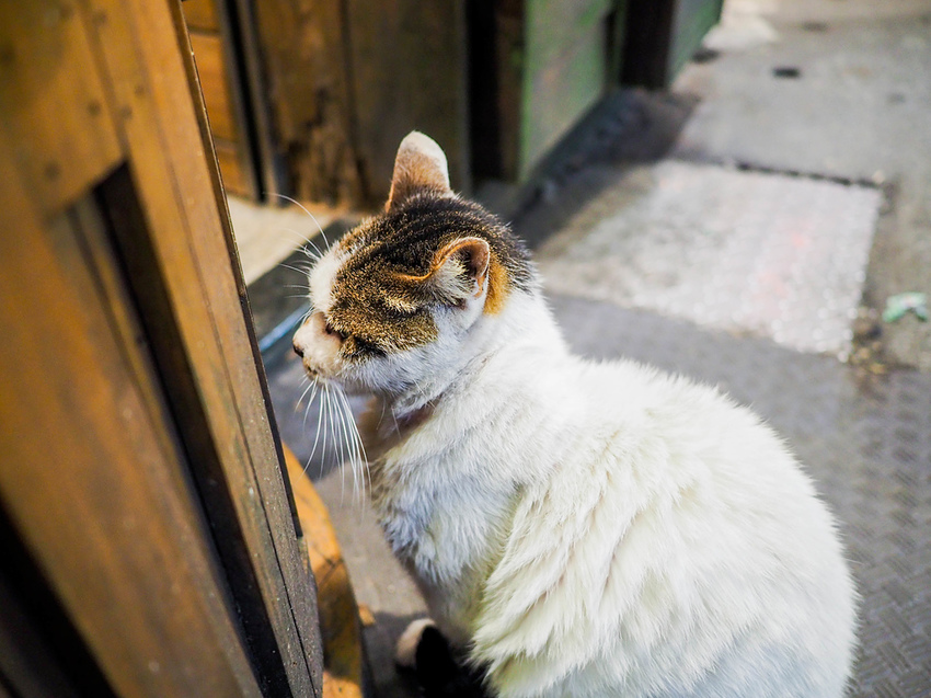 【新北】不再悲情的城市-「九份」|瑞芳美食廣場|九份老街|新北美食