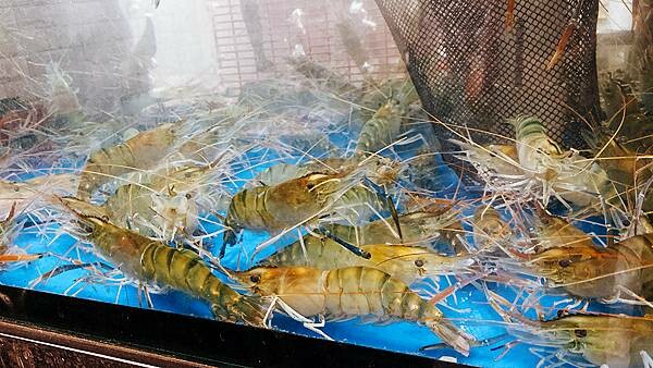 西門町美食推薦【蝦之城】西門町宵夜吃泰國蝦小酌聊天好地方│台北美食推薦、西門町活蝦料理-08.jpg 西門町美食推薦【蝦之城】西門町宵夜吃泰國蝦小酌聊天好地方│台北美食推薦、西門町活蝦料理-08.jpg