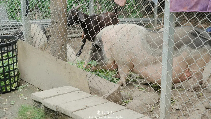 貝拉義大利冰淇淋｜南投一日遊｜近文心園及中興新村的道地義大利