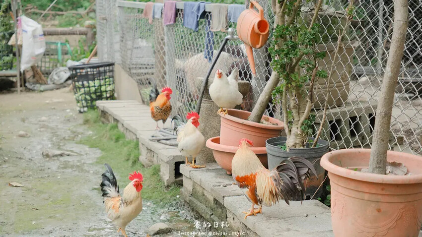 貝拉義大利冰淇淋｜南投一日遊｜近文心園及中興新村的道地義大利