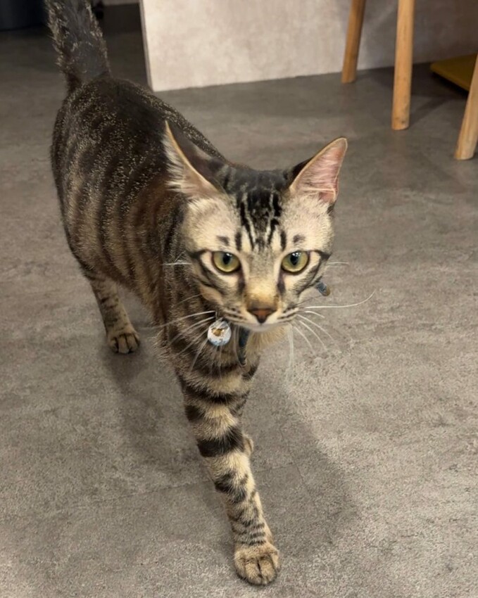 帕芙尼早午餐| 新莊新開幕平價大份量早午餐，隱身巷弄內的超強提拉米蘇! - 肉依小姐吃什麼