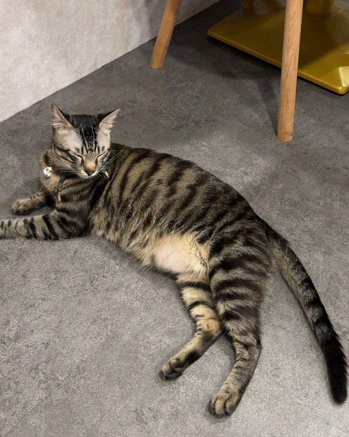 帕芙尼早午餐| 新莊新開幕平價大份量早午餐，隱身巷弄內的超強提拉米蘇! - 肉依小姐吃什麼