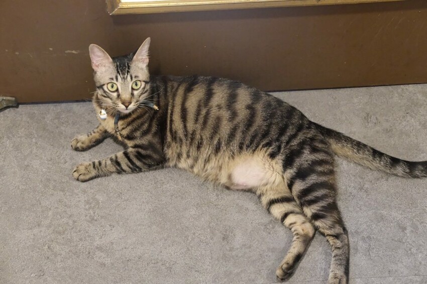 帕芙尼早午餐| 新莊新開幕平價大份量早午餐，隱身巷弄內的超強提拉米蘇! - 肉依小姐吃什麼