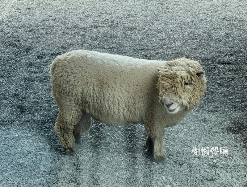 ★張美阿嬤農場2.0★結合親子農場與網美餐廳【樹懶餐廳】，用