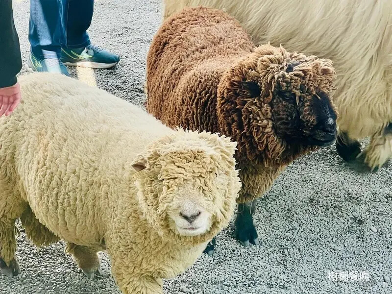 ★張美阿嬤農場2.0★結合親子農場與網美餐廳【樹懶餐廳】，用