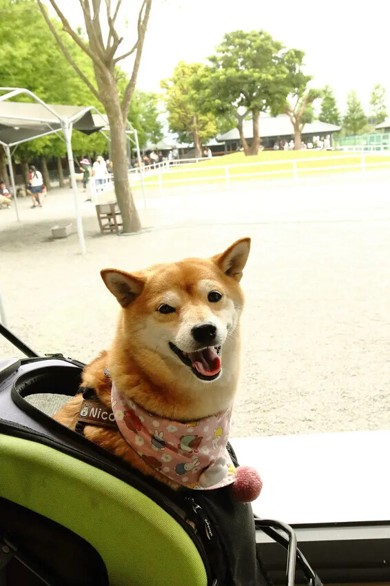 張美阿嬤農場2.0版,宜蘭全新萌寵景觀餐廳【樹懶餐廳】,玻璃 張美阿嬤農場2.0版,宜蘭全新萌寵景觀餐廳【樹懶餐廳】,玻璃