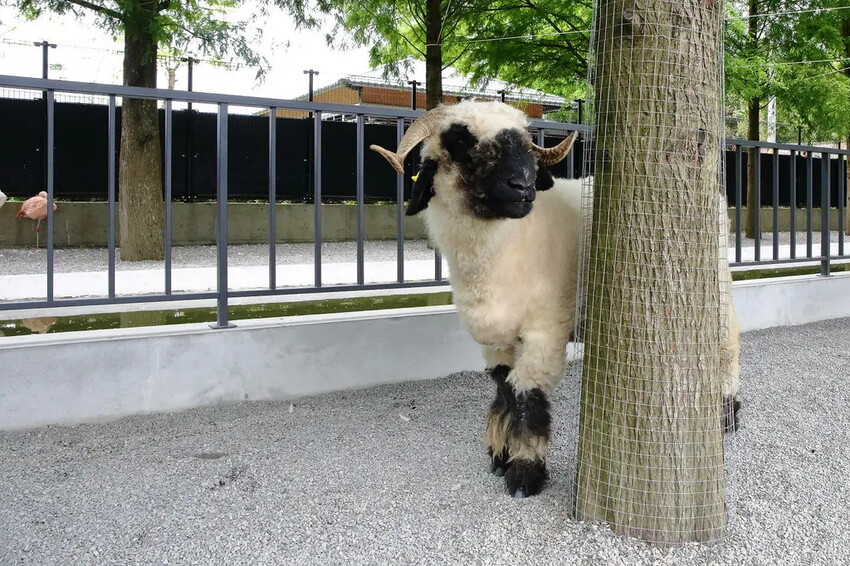 張美阿嬤農場2.0版,宜蘭全新萌寵景觀餐廳【樹懶餐廳】,玻璃 張美阿嬤農場2.0版,宜蘭全新萌寵景觀餐廳【樹懶餐廳】,玻璃