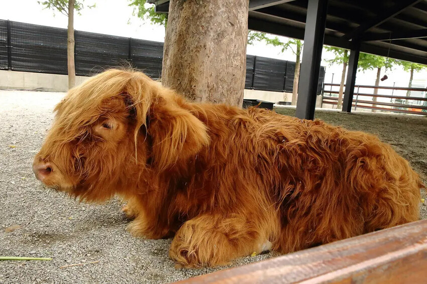 張美阿嬤農場2.0版,宜蘭全新萌寵景觀餐廳【樹懶餐廳】,玻璃 張美阿嬤農場2.0版,宜蘭全新萌寵景觀餐廳【樹懶餐廳】,玻璃