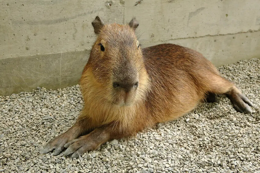 張美阿嬤農場2.0版,宜蘭全新萌寵景觀餐廳【樹懶餐廳】,玻璃 張美阿嬤農場2.0版,宜蘭全新萌寵景觀餐廳【樹懶餐廳】,玻璃