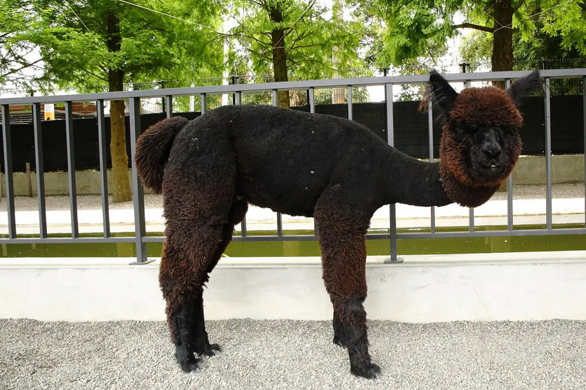 張美阿嬤農場2.0版,宜蘭全新萌寵景觀餐廳【樹懶餐廳】,玻璃 張美阿嬤農場2.0版,宜蘭全新萌寵景觀餐廳【樹懶餐廳】,玻璃