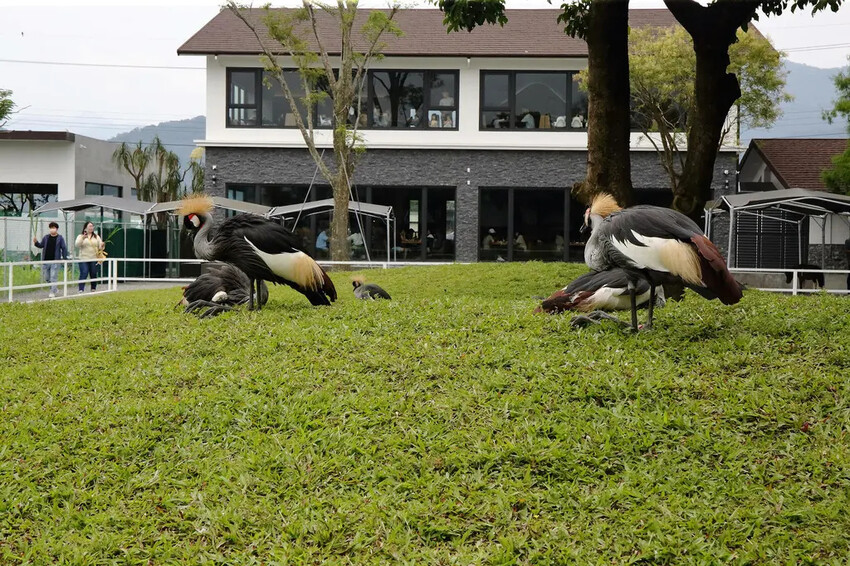 張美阿嬤農場2.0版,宜蘭全新萌寵景觀餐廳【樹懶餐廳】,玻璃 張美阿嬤農場2.0版,宜蘭全新萌寵景觀餐廳【樹懶餐廳】,玻璃