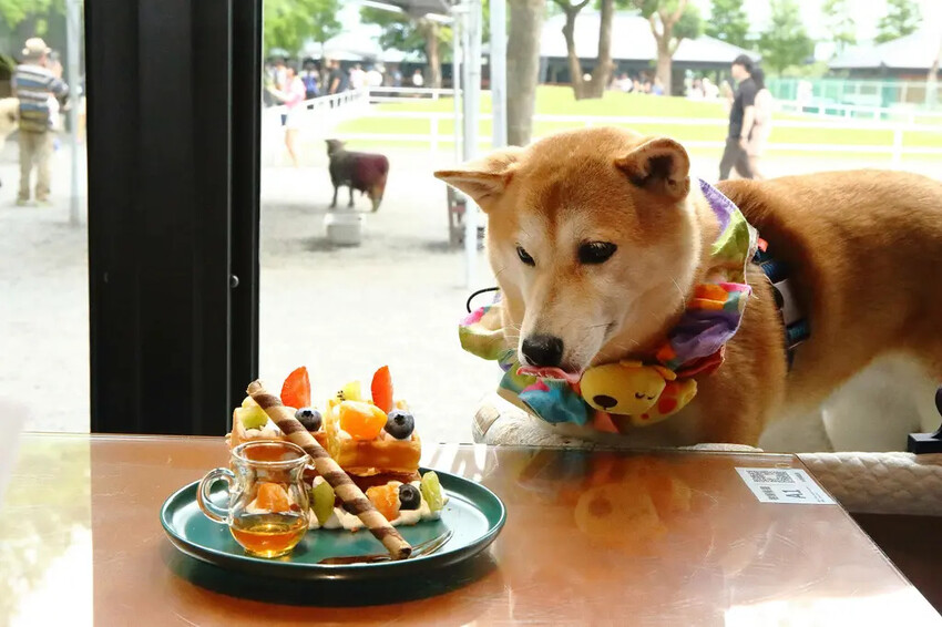 張美阿嬤農場2.0版,宜蘭全新萌寵景觀餐廳【樹懶餐廳】,玻璃 張美阿嬤農場2.0版,宜蘭全新萌寵景觀餐廳【樹懶餐廳】,玻璃
