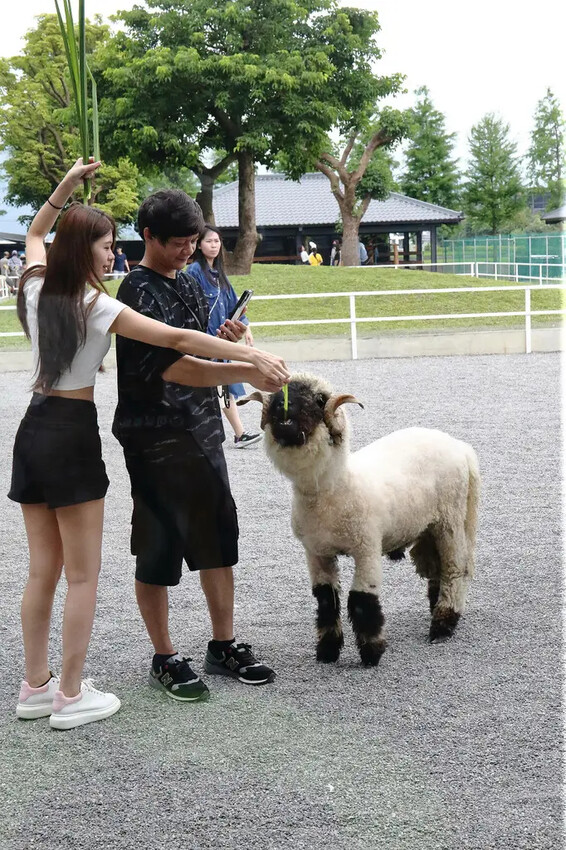 張美阿嬤農場2.0版,宜蘭全新萌寵景觀餐廳【樹懶餐廳】,玻璃 張美阿嬤農場2.0版,宜蘭全新萌寵景觀餐廳【樹懶餐廳】,玻璃