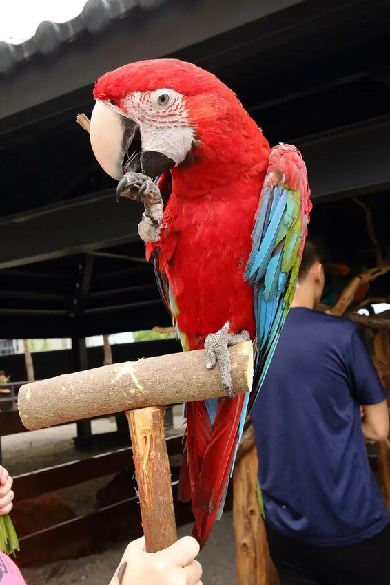 張美阿嬤農場2.0版,宜蘭全新萌寵景觀餐廳【樹懶餐廳】,玻璃 張美阿嬤農場2.0版,宜蘭全新萌寵景觀餐廳【樹懶餐廳】,玻璃