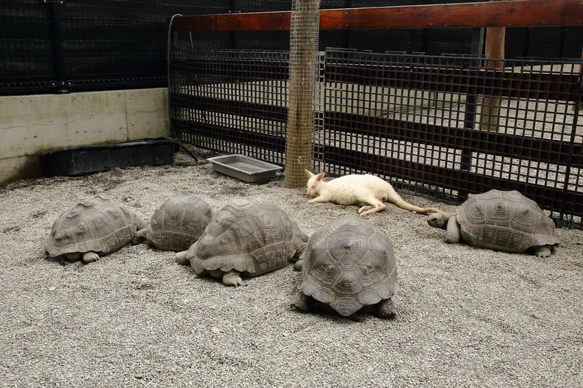 張美阿嬤農場2.0版,宜蘭全新萌寵景觀餐廳【樹懶餐廳】,玻璃 張美阿嬤農場2.0版,宜蘭全新萌寵景觀餐廳【樹懶餐廳】,玻璃